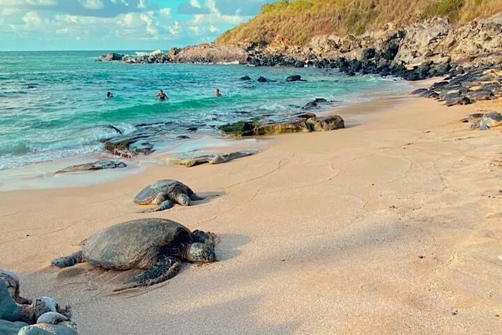 Maui's Magical Trio: Turtles, Waterfalls, and the Road to Hana!