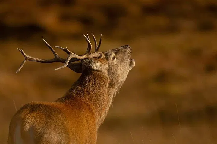 Lewis Wildlife Tour: Pairc Scenery & Animals!