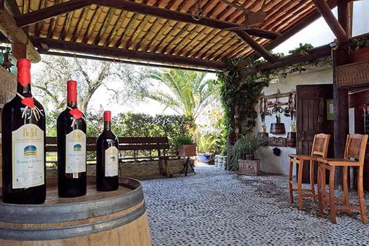 Nice Organic Wine Tour: Savor Provence's Best Vineyards