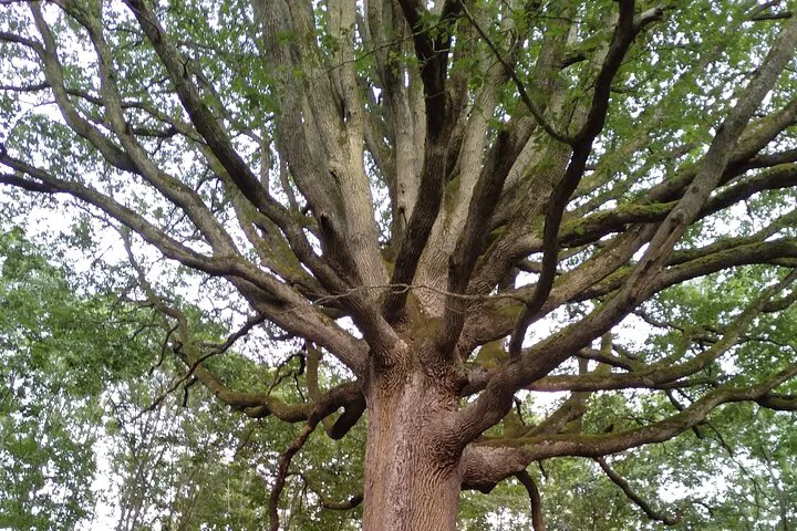 Uncover Rambouillet's Hidden Botanical Treasures: A Guided Forest Adventure