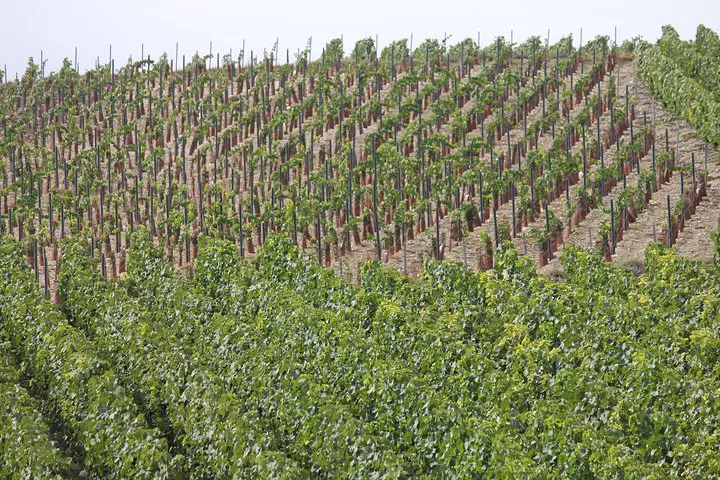 Unveiling Champagne's Hidden Gems: A Family Vineyard Prestige Tasting Tour