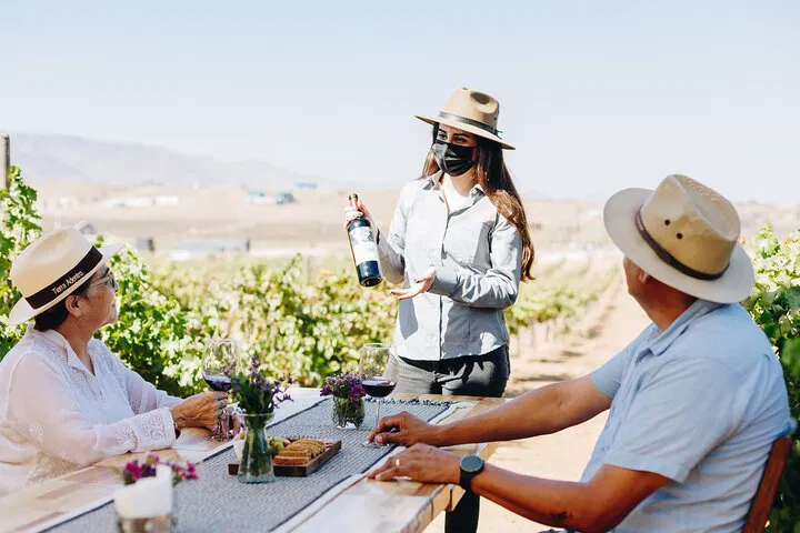 Ensenada Vineyard Escape: Tour & Taste the Terroir