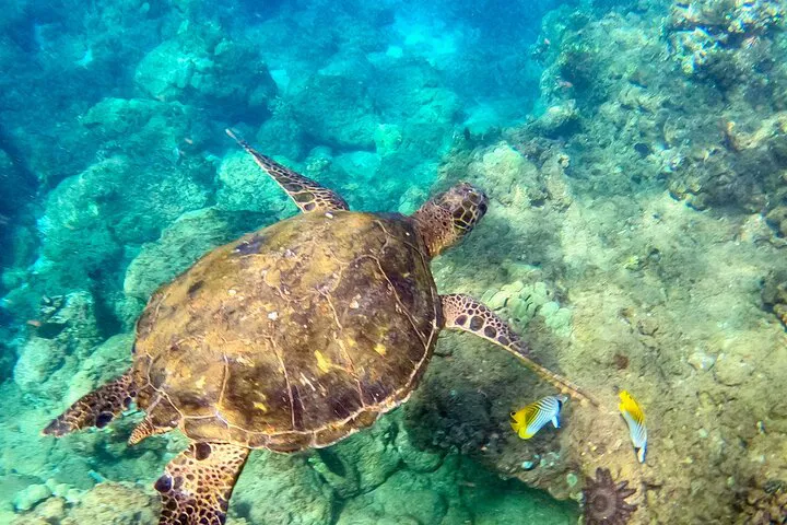 Wailea Beach Snorkeling Tour for Non-Swimmers