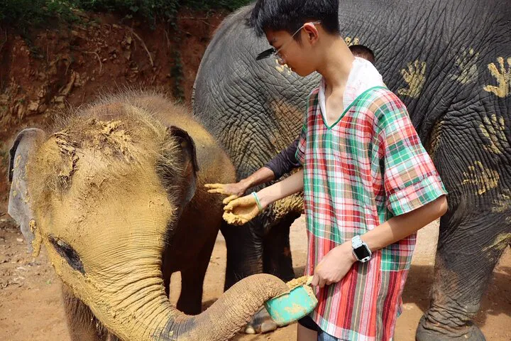 Elephant Hugs & Care: Patong Half-Day Sanctuary