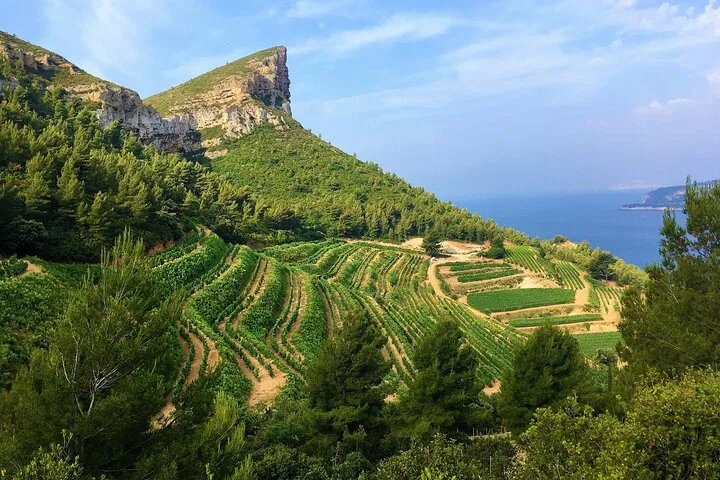 Bandol & Cassis Wine Tour from Marseille