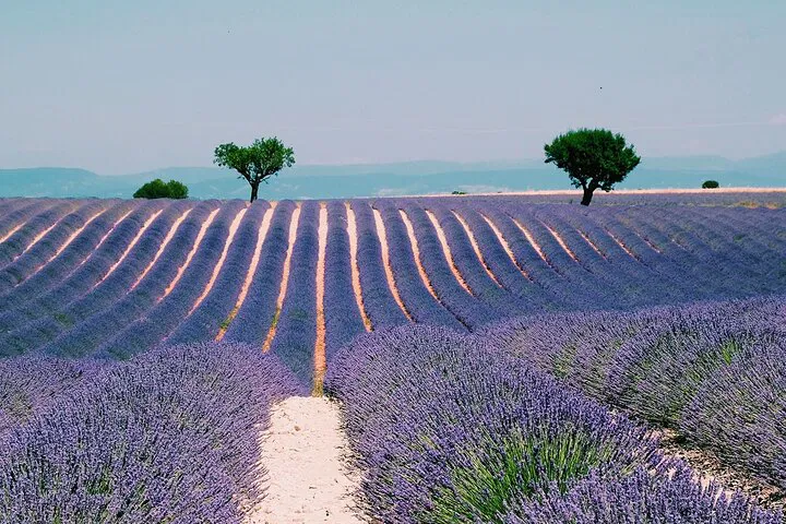 Unforgettable Provence: Vineyards, Lavender & Private Luxury