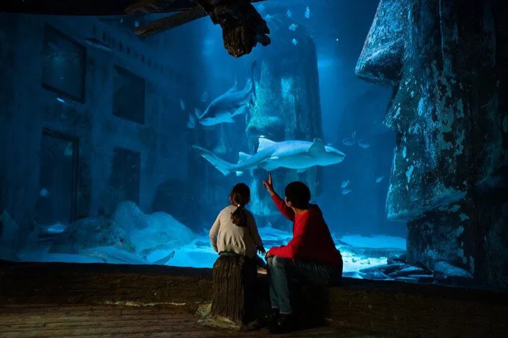 SEA LIFE London: Skip-the-Line Aquarium Adventure