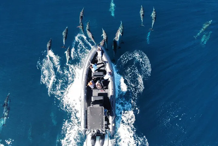 Oceanside Dolphin & Whale Watching Tour