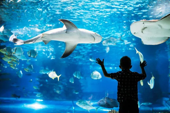 Dive into Wonder: Explore Phuket's Aquaria & Illusion at Trickeye!