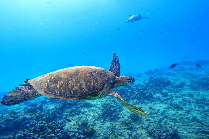 Waikiki Turtle Escapade: Snorkel, Paddle, and Explore!