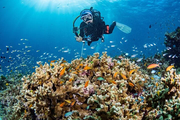 Phi Phi Dive: 3 Dives for Certified Divers!