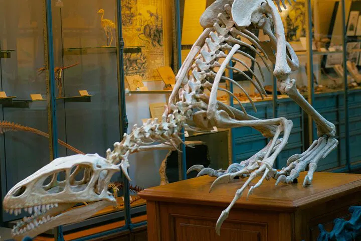 Unlock Natural History: A Private Guided Museum Adventure