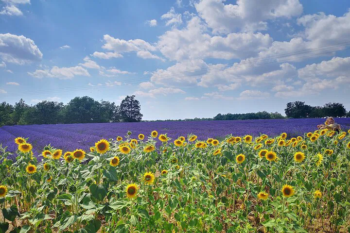 Provence Lavender Fields: Aromatic Escape from Marseille