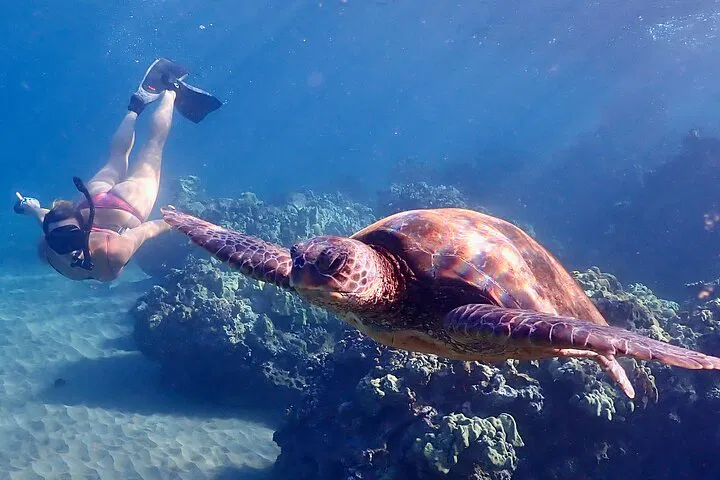 Maui's Turtle Town Snorkeling: HD Photos & Intimate Encounters!