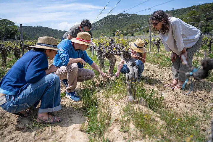 Unveiling Pic Saint Loup: A Luxurious Wine & Olive Oil Journey from Montpellier