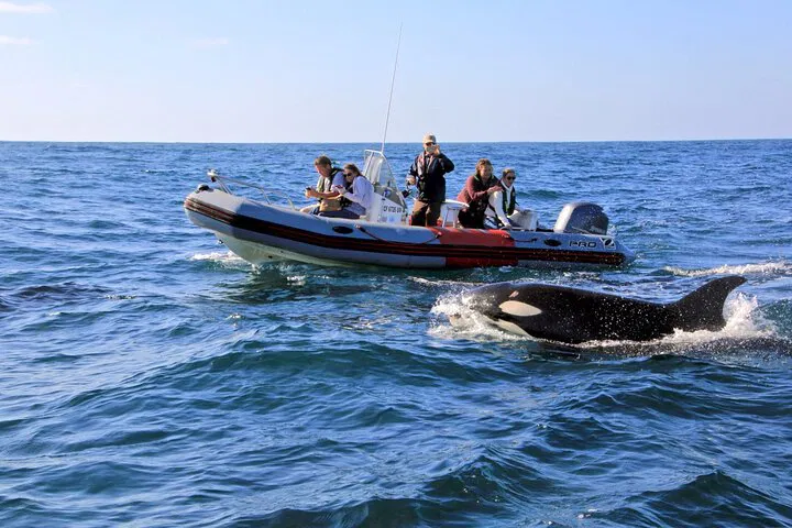 San Diego's Whale & Dolphin Spectacle: An Intimate Zodiac Expedition