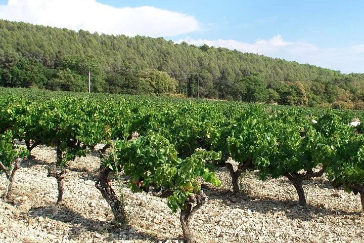 Luberon's Wine & Gourmet Secrets: A Private, Certified Tasting Journey
