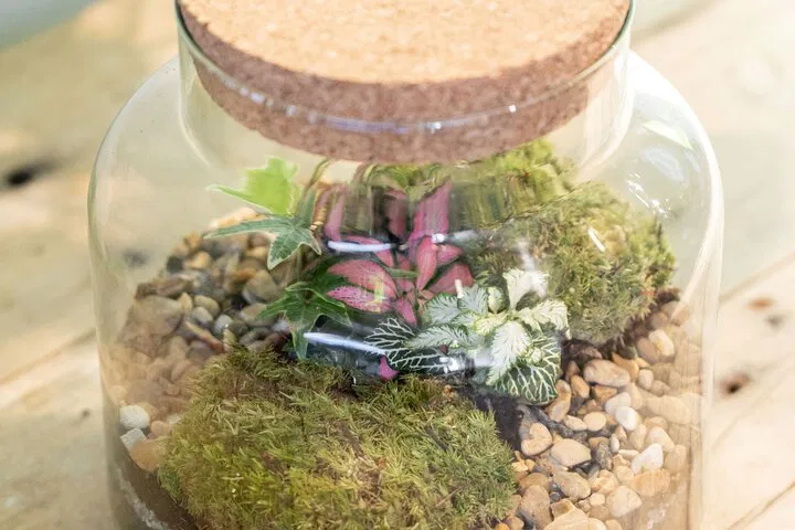 London's Terrarium Masterclass: Craft Your Self-Sustaining Garden Oasis