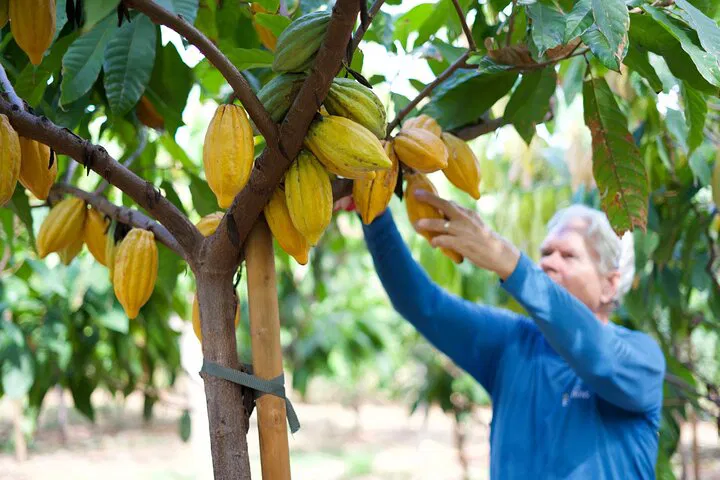 Maui Cacao Farm Tour: Chocolate Tasting in Lahaina