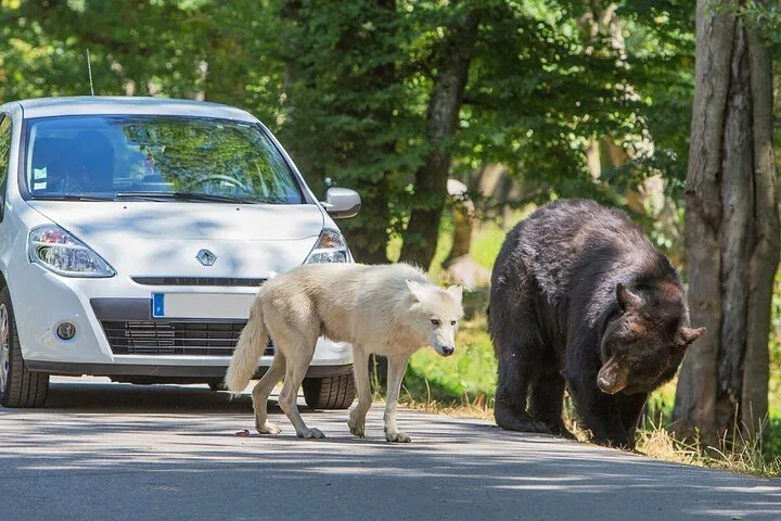 Unleash Your Wild Side: Private Safari Adventure from Paris!