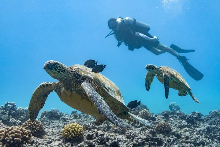 Coral Reef Scuba Tour: Dive with Turtles!