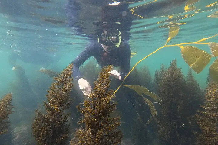 Mission Bay Marine Adventure: Snorkel with a Biologist!
