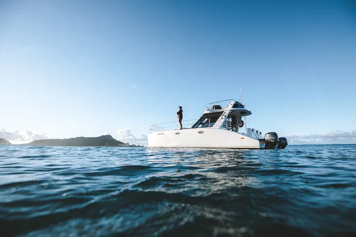 Honolulu's Whale Watch & Swim: A Private Coastal Adventure