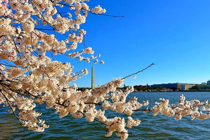 D.C. Cherry Blossom Spectacle: A Spring Day Trip from NYC