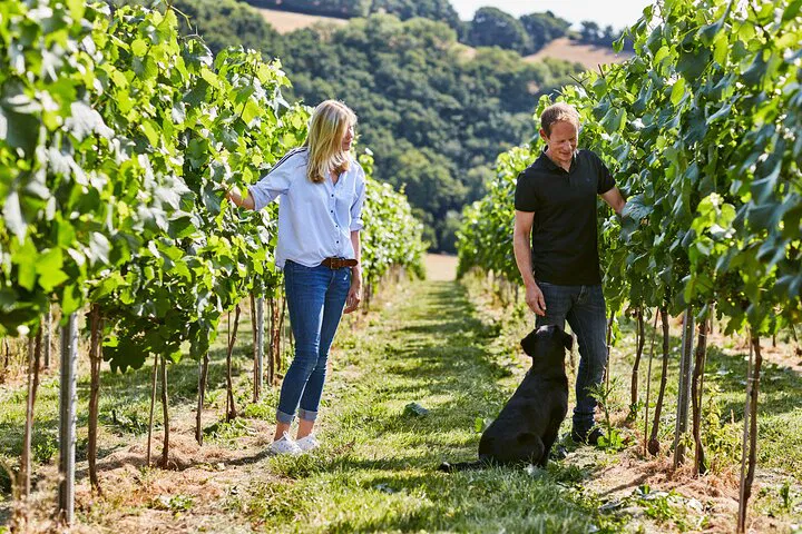 Unveiling English Winemaking: Swanaford Vineyard Tour & Tasting