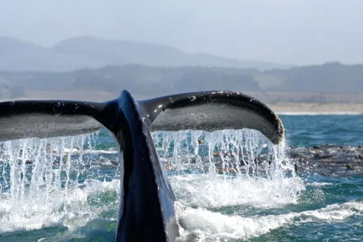 Newport Beach Whale Watching: An Ocean Adventure Awaits!