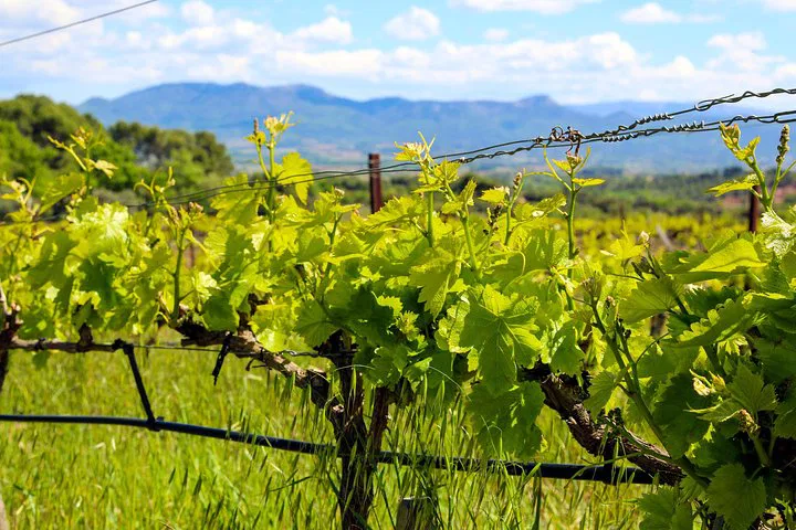 Aix-en-Provence Wine Tour: Cézanne & Mt Sainte Victoire