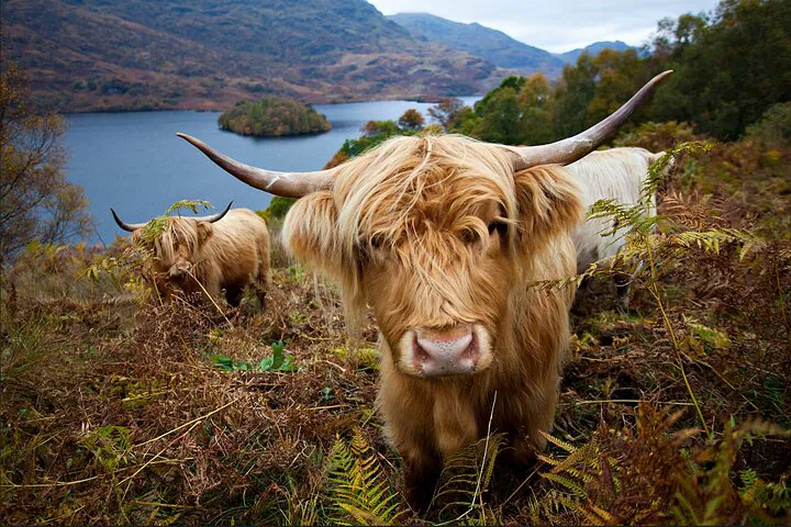 Unveiling Scotland's Majesty: A Private Highland Adventure